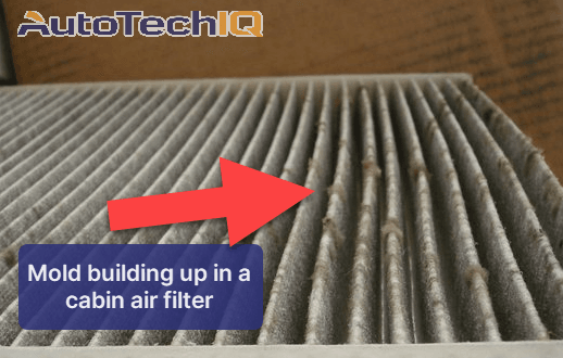 Mold developing in a cabin air filter. Mold can grow even if the cabin air filter isn't extremely dirty