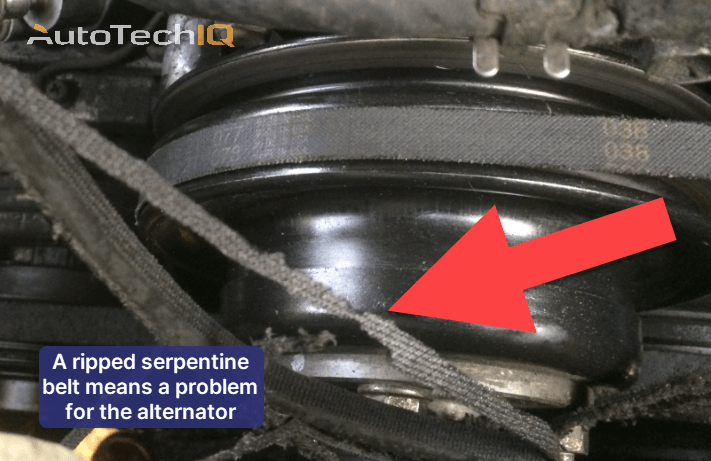 A ripped belt affects the alternator since it won't spin the internal rotor and won't help the alternator generate power